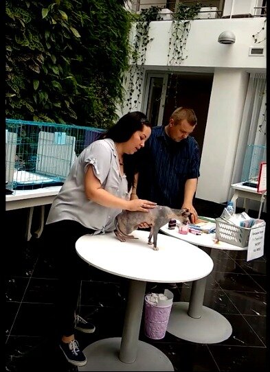 Международная выставка кошек. Май 2018 г.