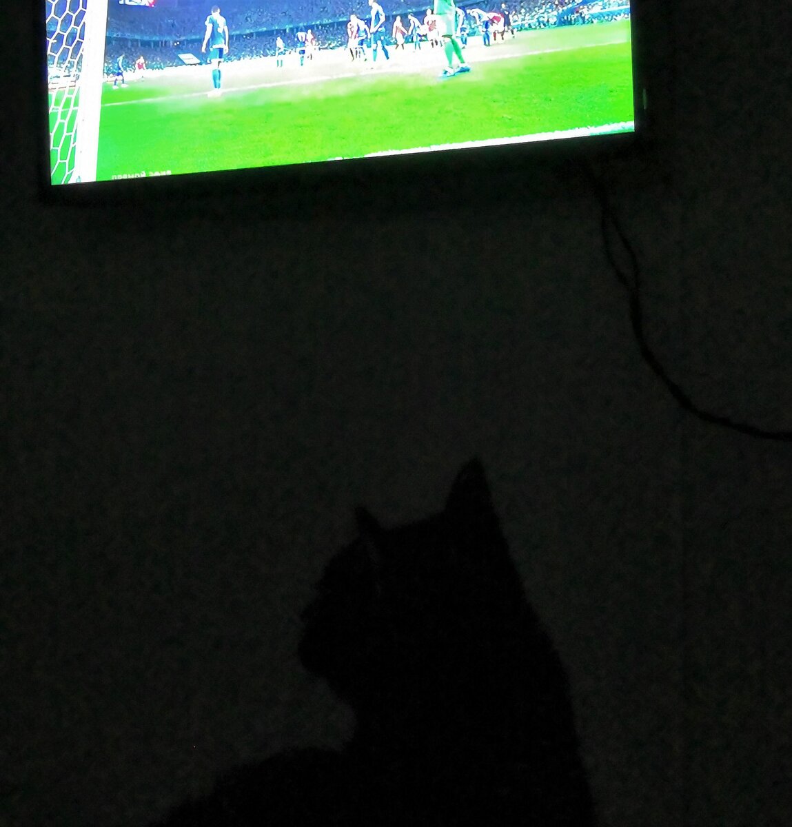 моя кошка, например, искренне уважает футбол