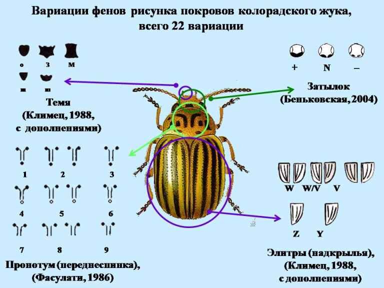 Окраска тела майского жука