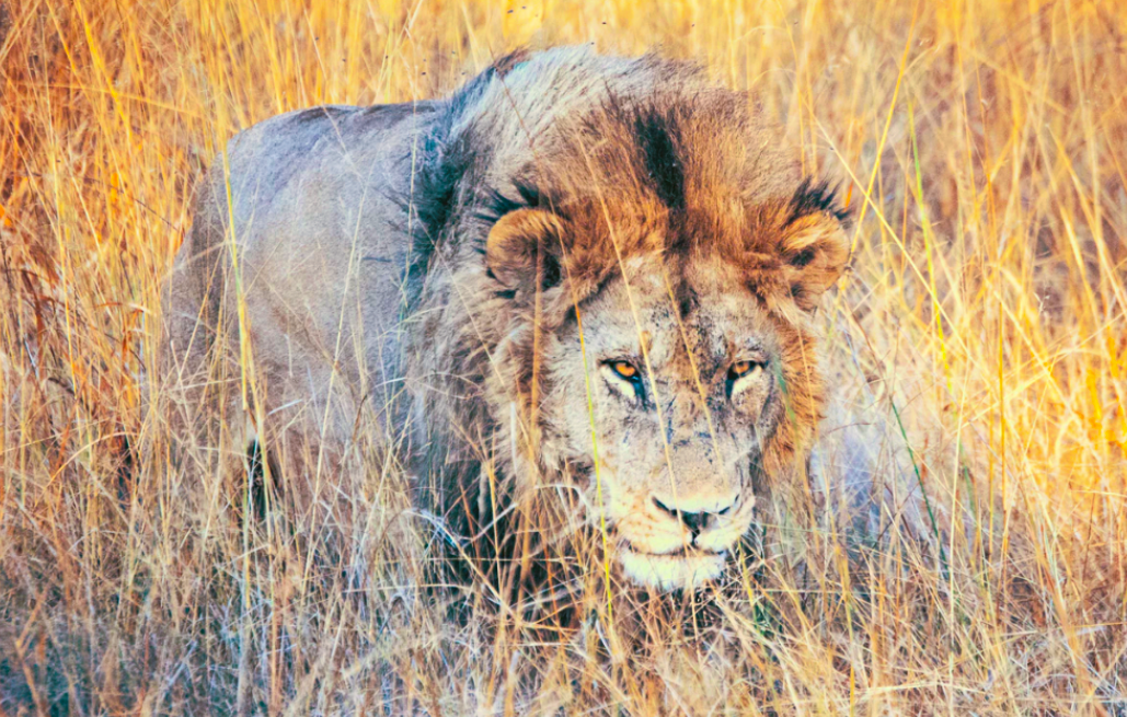 Хищникам в Серенгети раздолье.