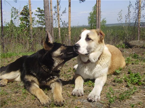 Из Интернета, но похожи