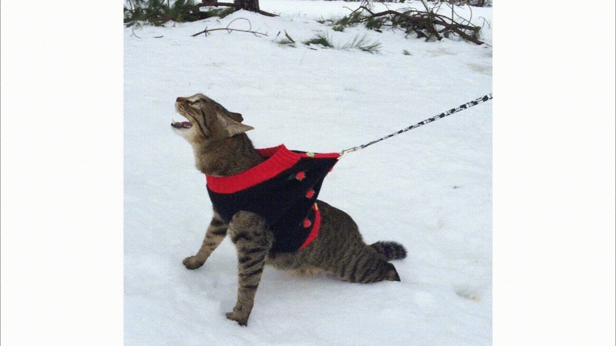 Я хочу домой и греться! Отпустите!