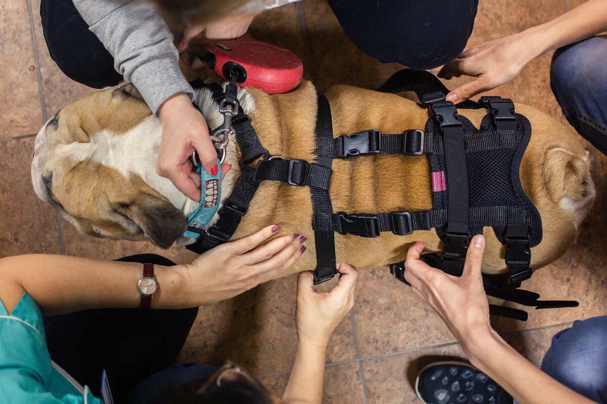 На Бэка примеряют ортопедический корсет/Аня Матвеева для Фонда Ройзмана