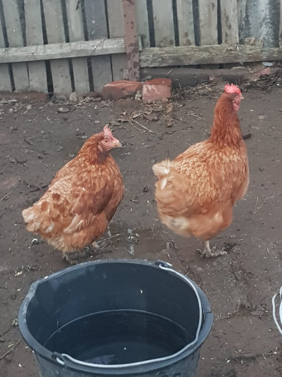 Наши курочки