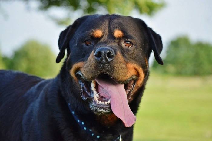 №5. Ротвейлер