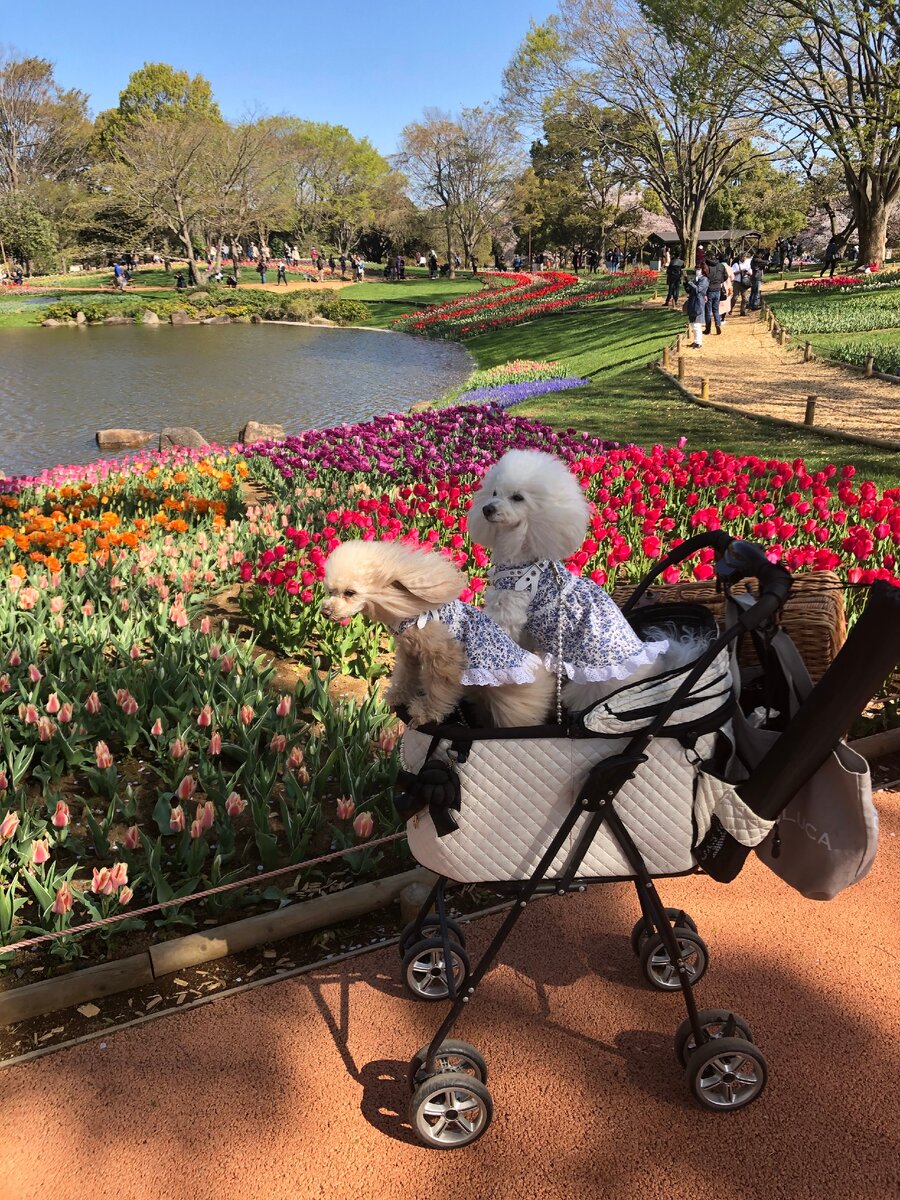 Часто собаки две и больше 