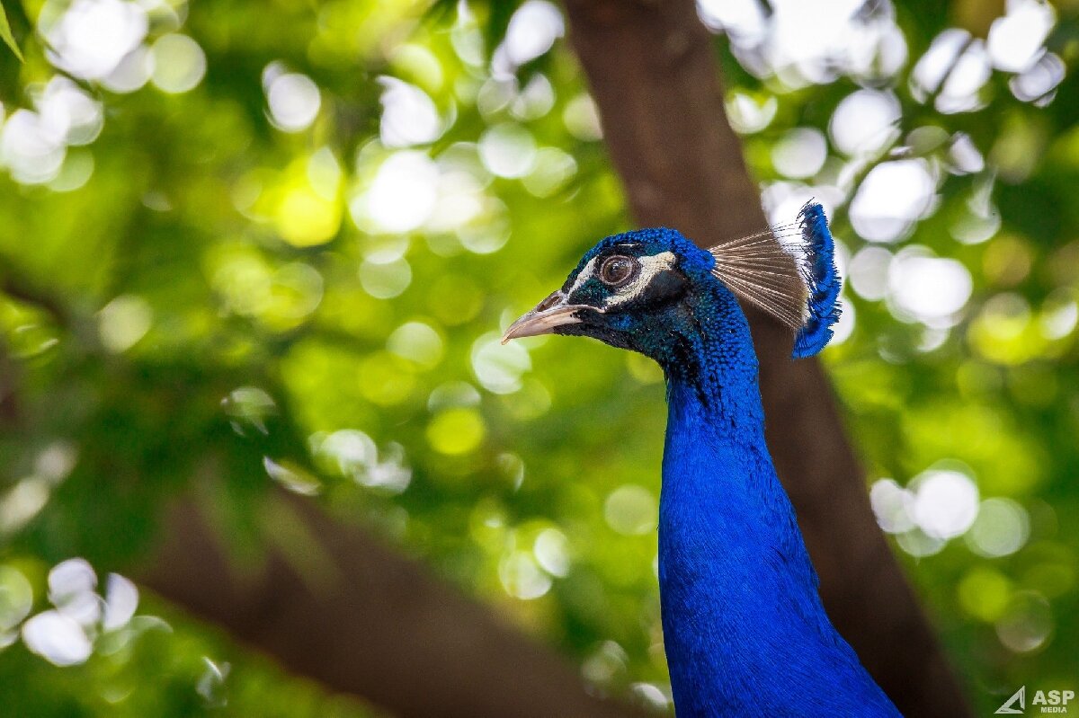 Зоопарк «Лимпопо»