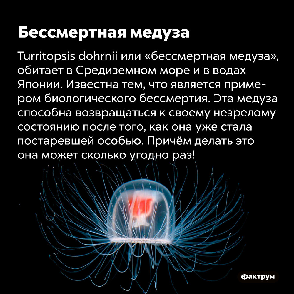 Что сказали медузы почему текст так назван