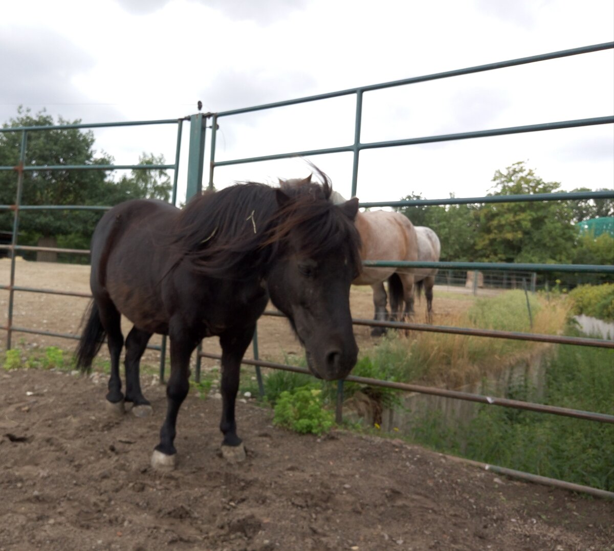 Эта лошадка ухоженная и живёт в зоопарке