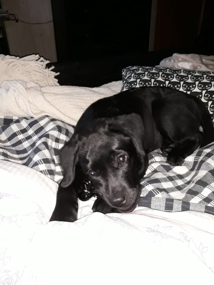 Панюша малюська