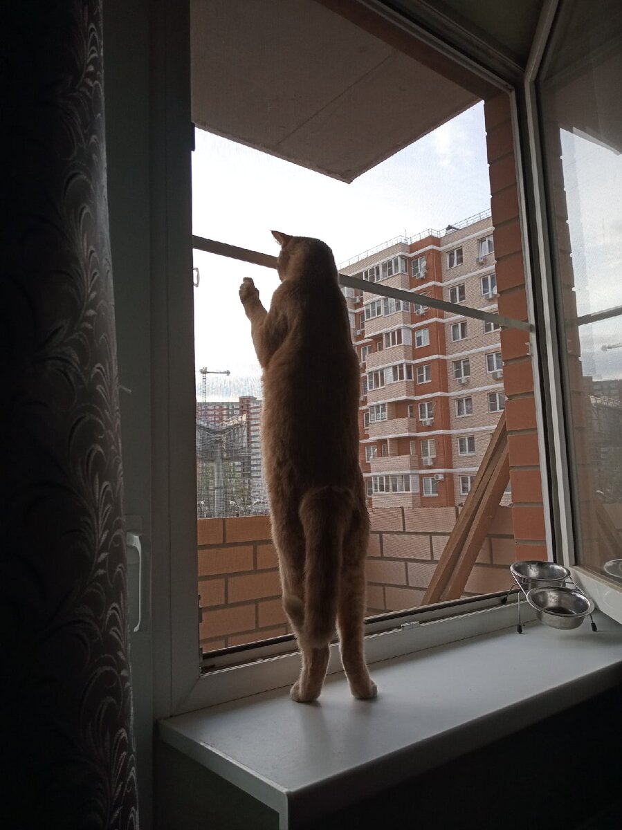 Котик Макс, экскременты которого меня, как собаку, очень привлекают