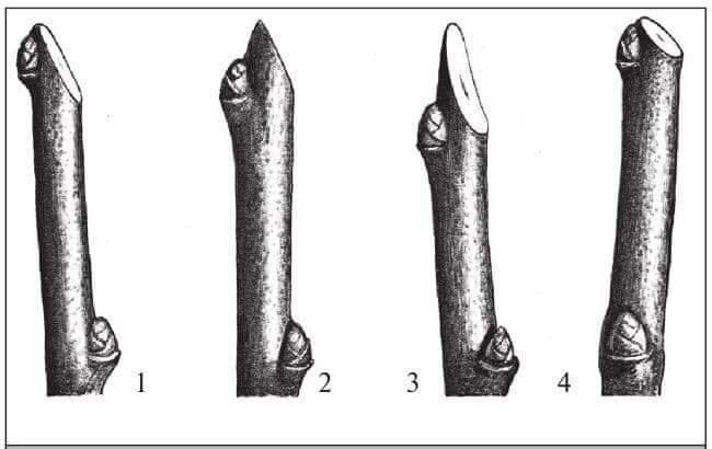 Рис. Срез на почку: 1, 2, 3 – неправильно, 4 – правильно.