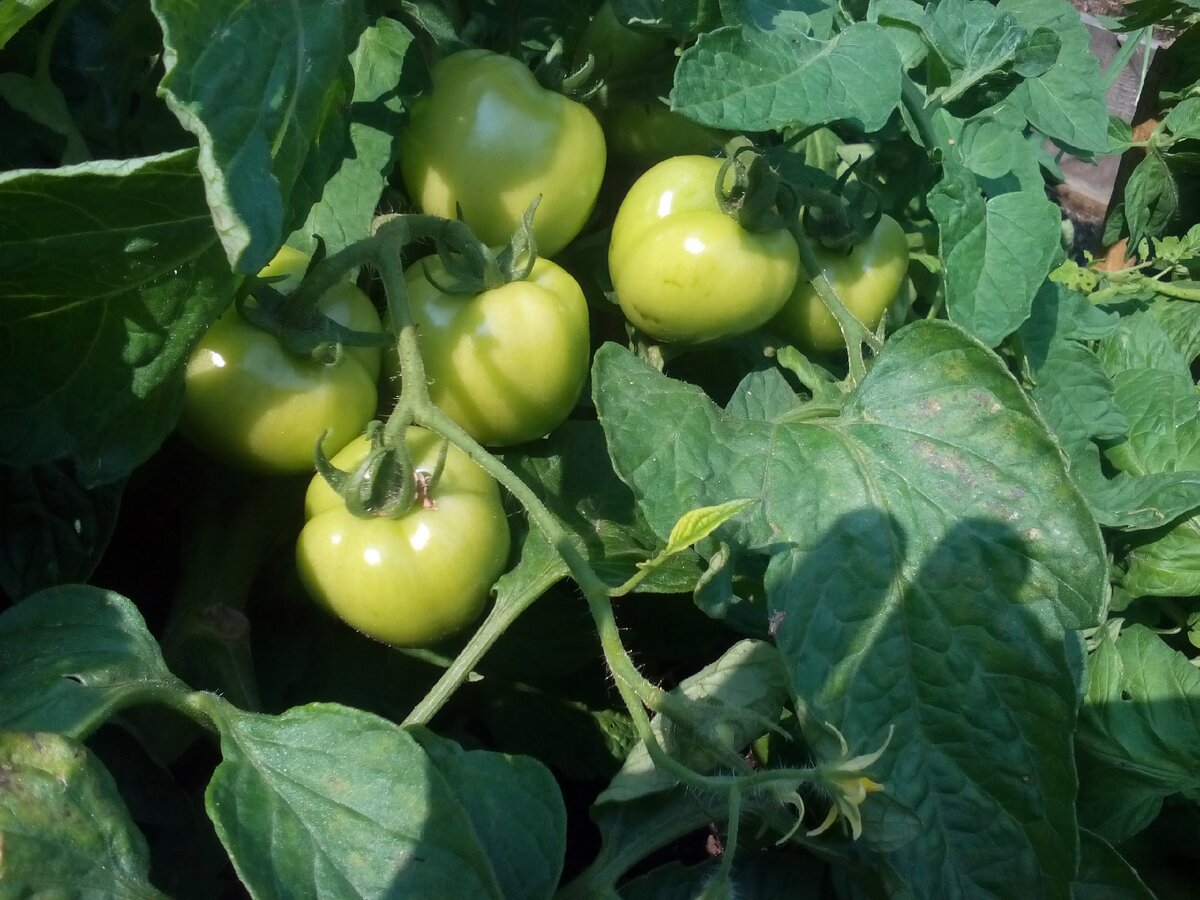 Всего с 11 кустов было собрано две небольшие коробки урожая)