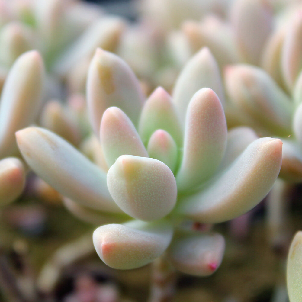 Фотографии граптоседума "Бранческо Балди"