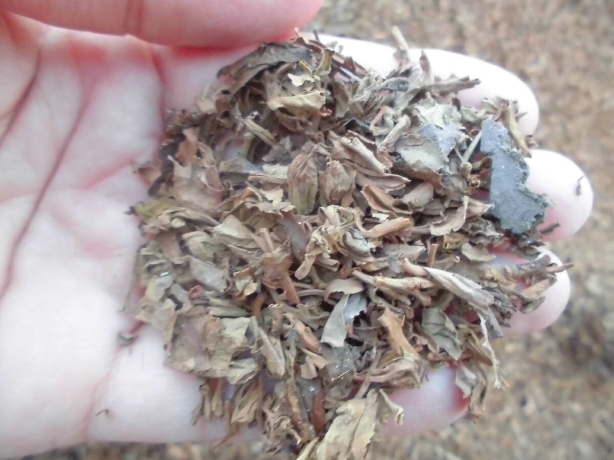 Спитой чай, выброшенный неделю назад. Фото автора.