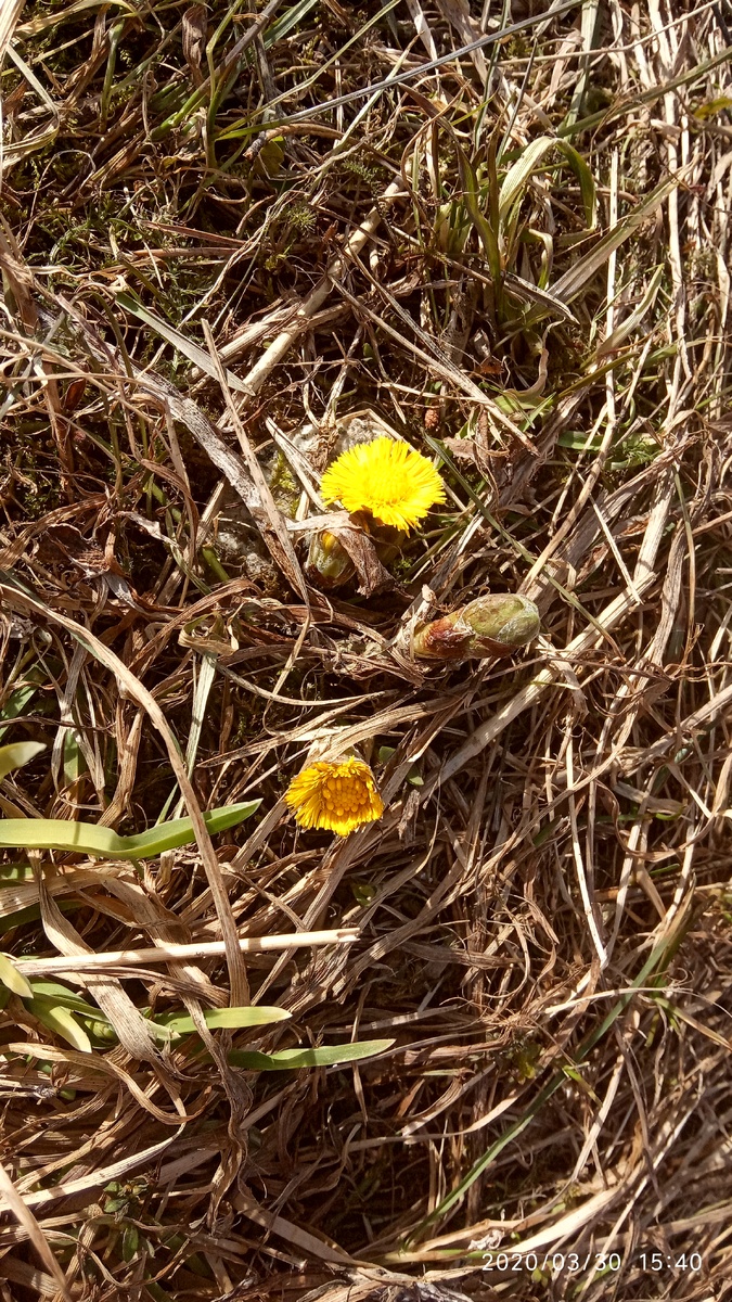 Мать-и-мачеха