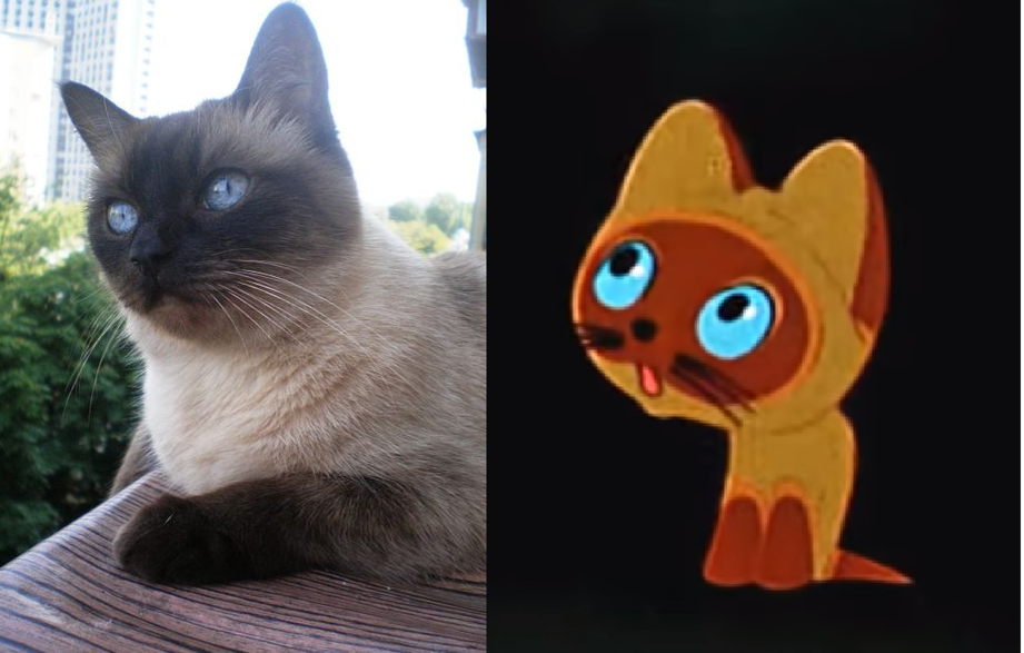 Сходство тайской коши и котенка по имени Гав