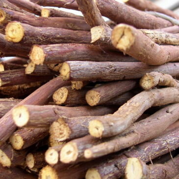 Внешний вид (фото) корня солодки.