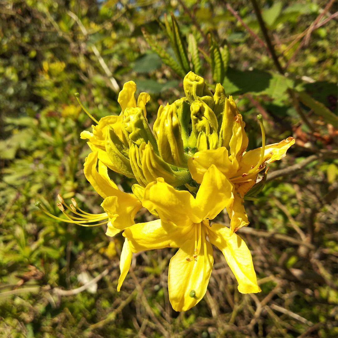 Понтийская Азалия