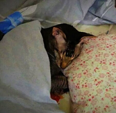 Нэ бэспокоит!