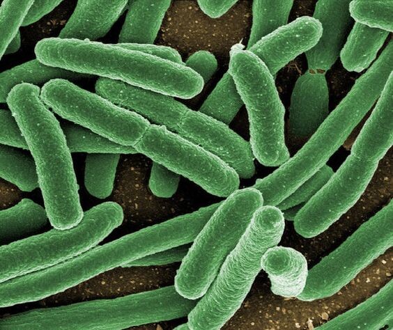 На фото КИШЕЧНАЯ ПАЛОЧКА   Источник: https://www.pinterest.ru/pin/632474341395522260/