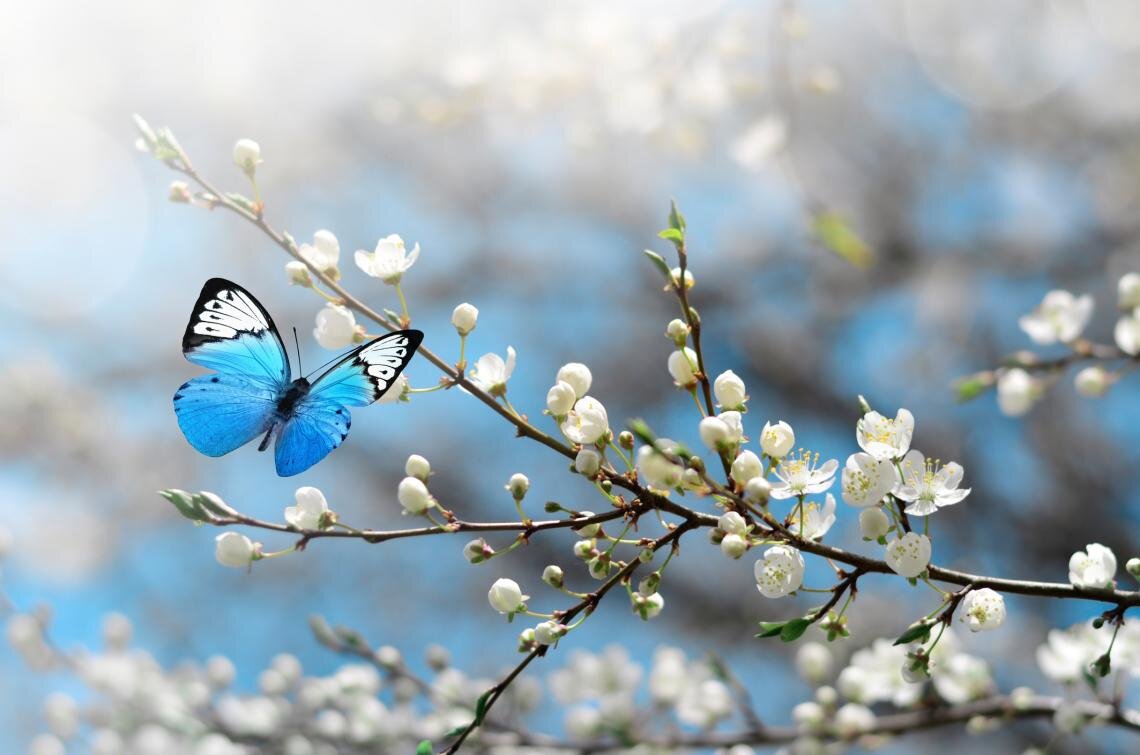 Цветы бабочки: изображения без лицензионных платежей