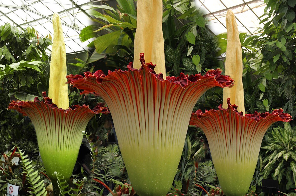 Самый высокий цветок в мире фото название