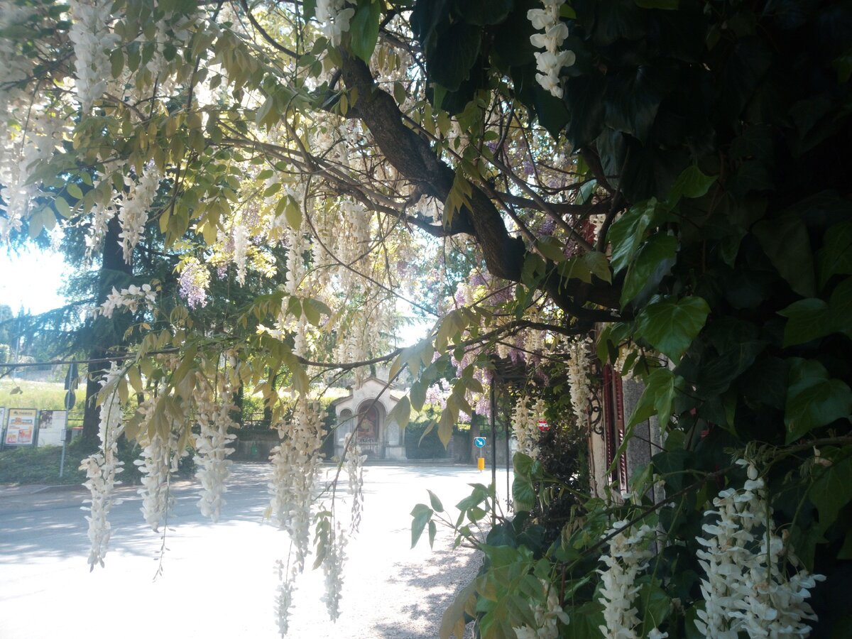 белая глициния