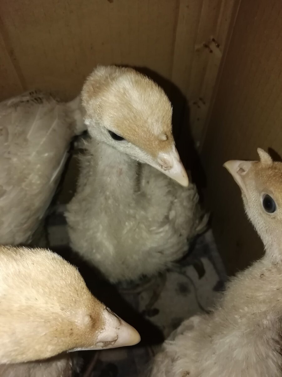 Содержание индюков в домашних условиях