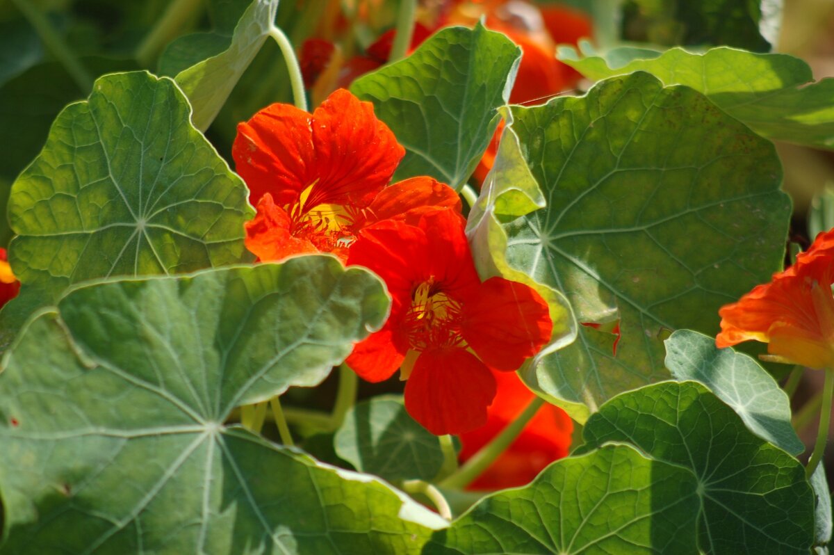 Настурция трехцветная (Tropaeolum Tricolor)