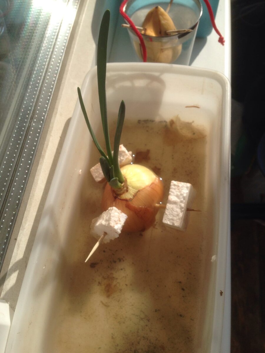 Лук прорастил в воде