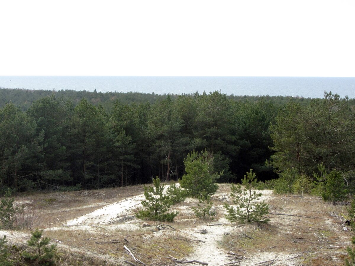 Высаженный лес, а за ним- Балтийское море. 