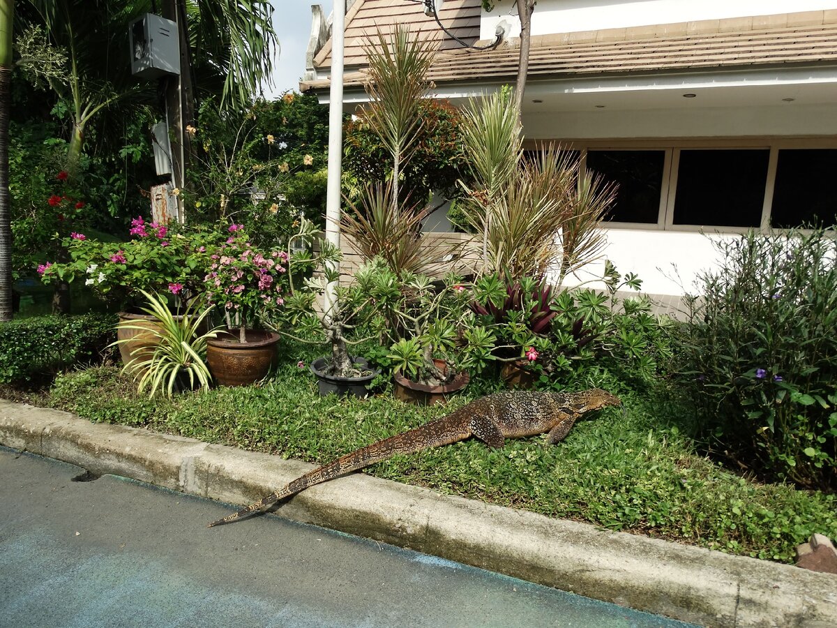 Бангкок. Парк Люмпини. Вараны. Фото автора.