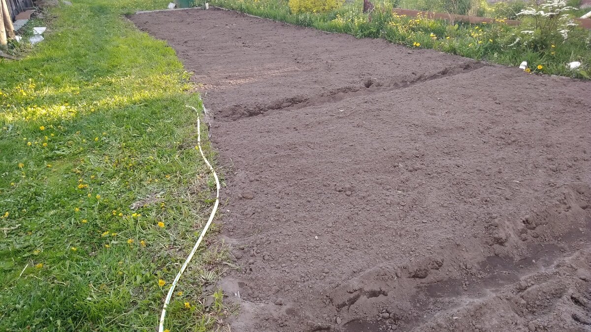 Всей семьёй посадили картошку.