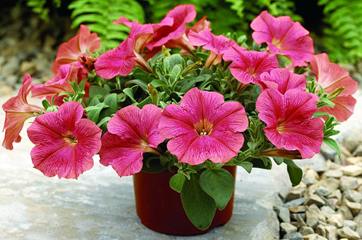                                        Фото взято из Яндекс.Картинки