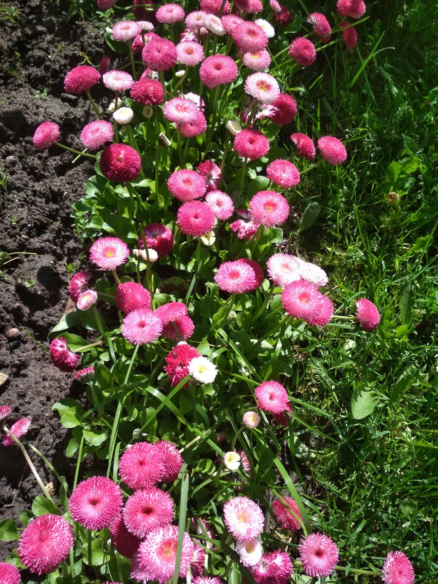 Любимые маргаритки