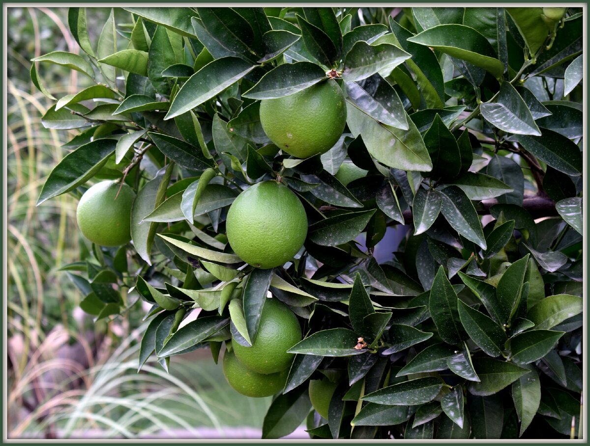 Они висели за решёткой. Но ведь объективу решётка не помеха!