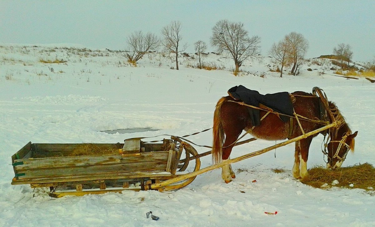 Розвальни фото. Лошадь запряженная в сани. Лошадь с телегой зима. Крестьянские сани. Лошадь в упряжке с телегой.