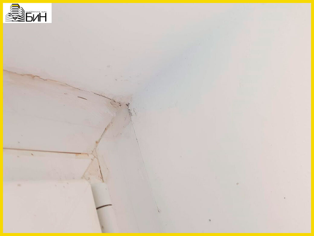 Место образования плесени