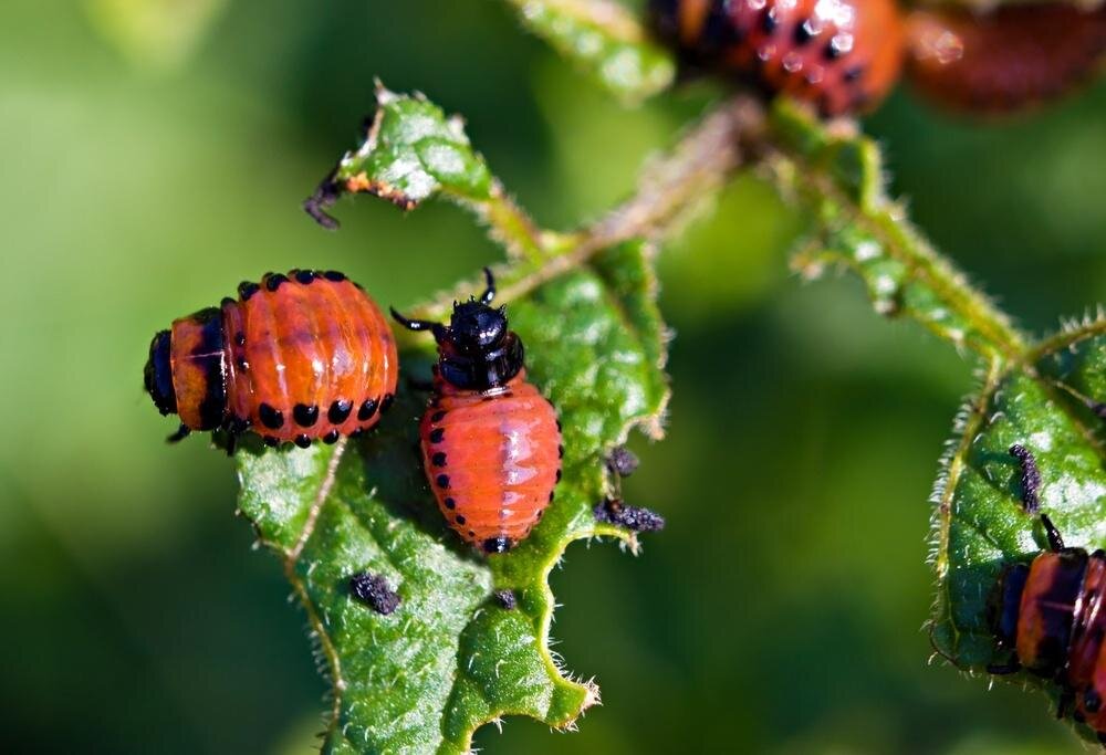 Важность насекомых-помощников на даче