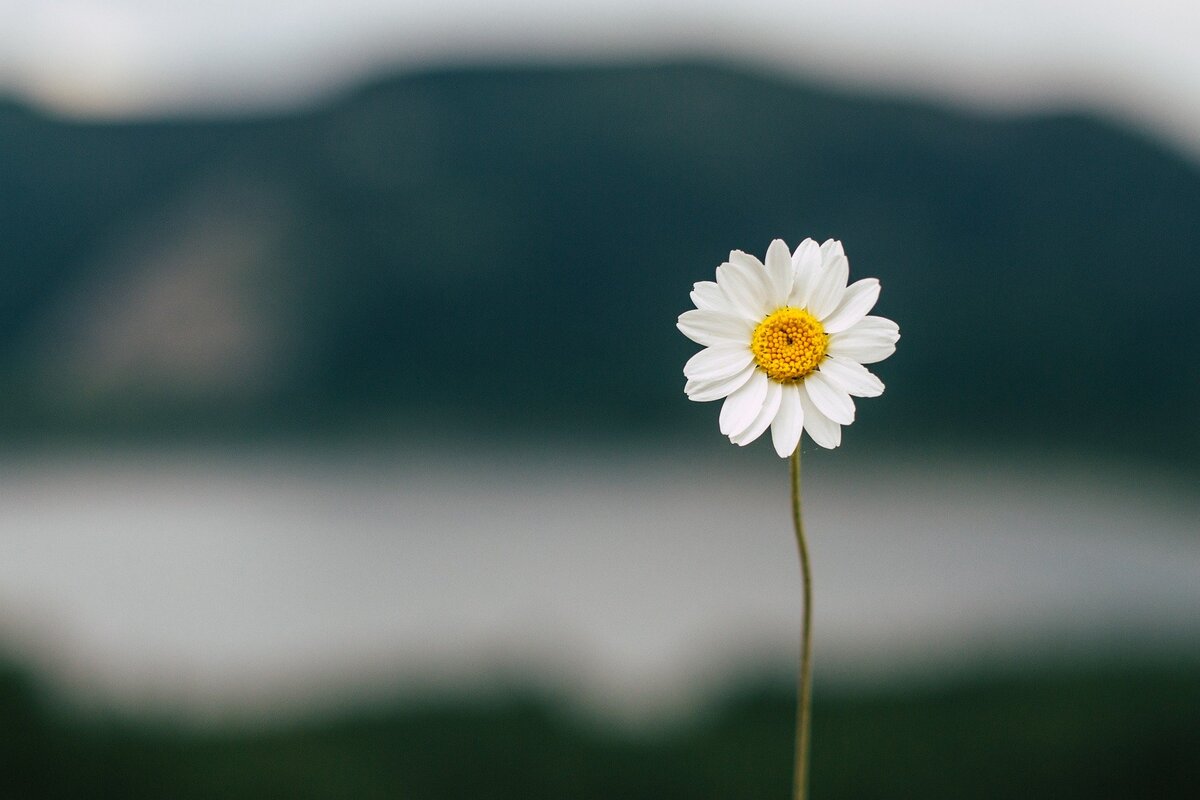 Фотография взята с бесплатного фотобанка PixaBay