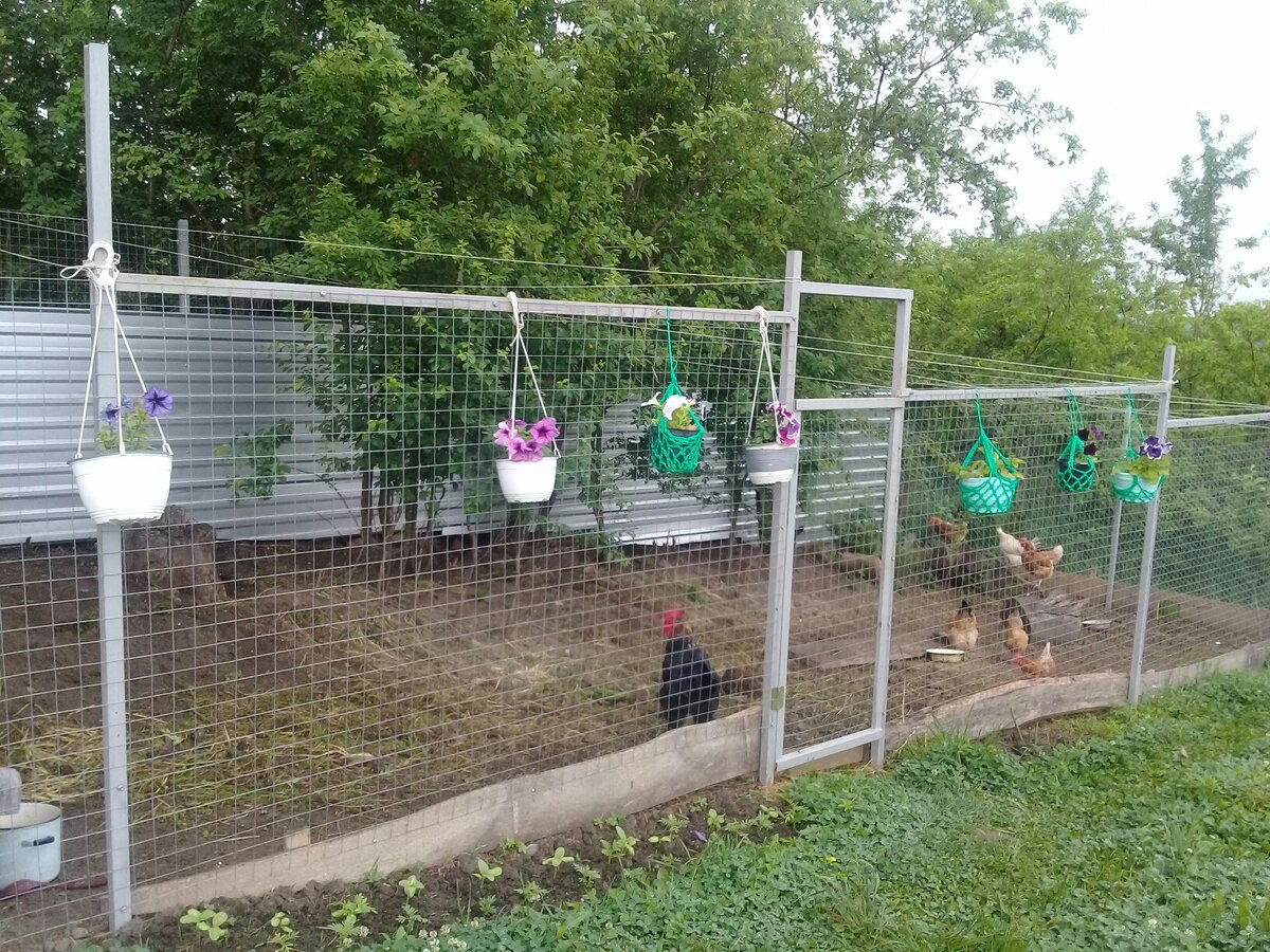 Вольер для кур