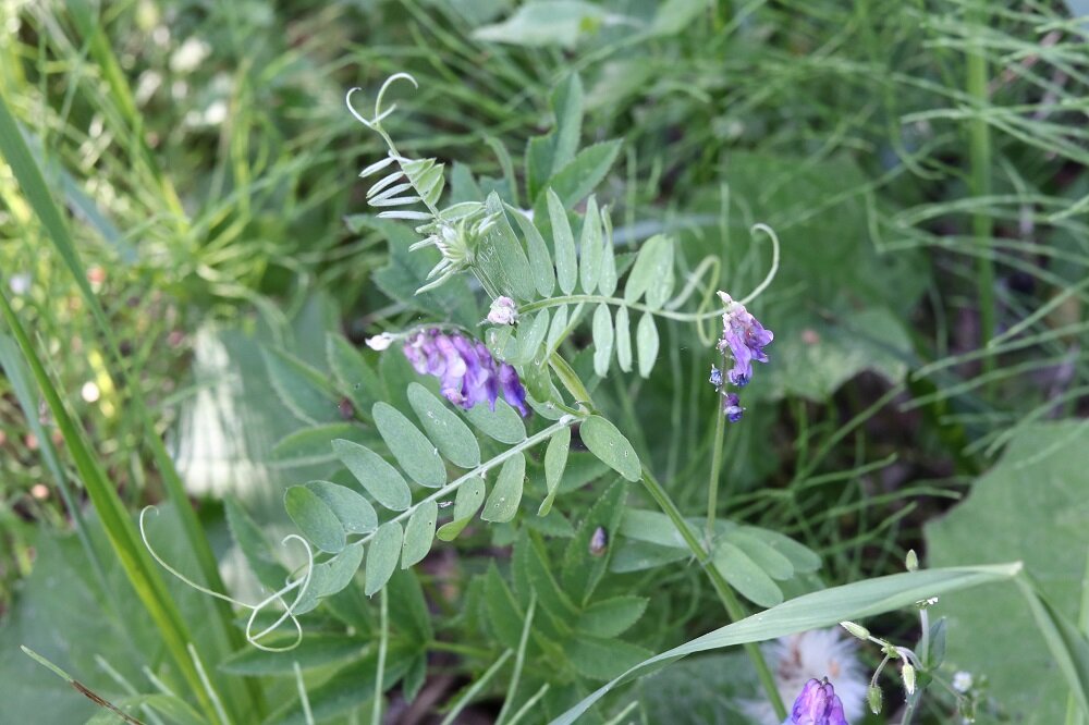 Горошек мышиный (Vicia cracca)