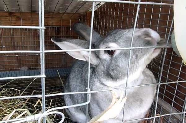 Типичные ошибки начинающего кроликовода | Животноводство | Дзен