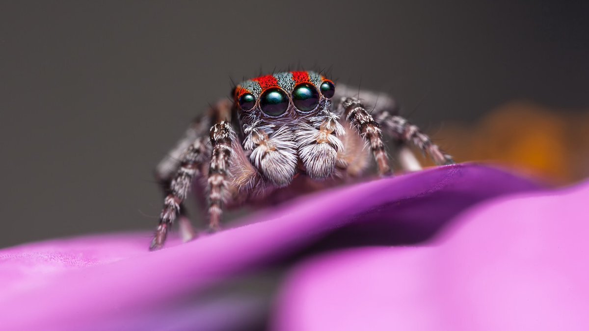Maratus volans – разноцветный паучок. Яндекс картинки