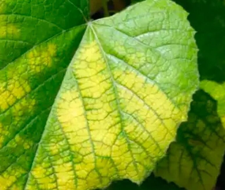 Железный хлороз на смородине - лист желтеет между жилок