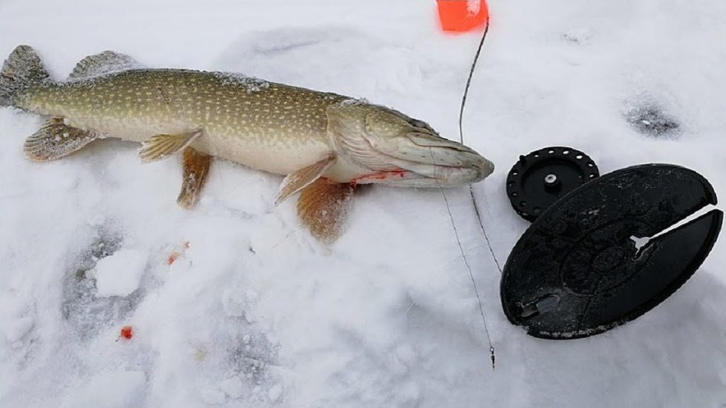 Как быстро наловить живца зимой на рыбалку