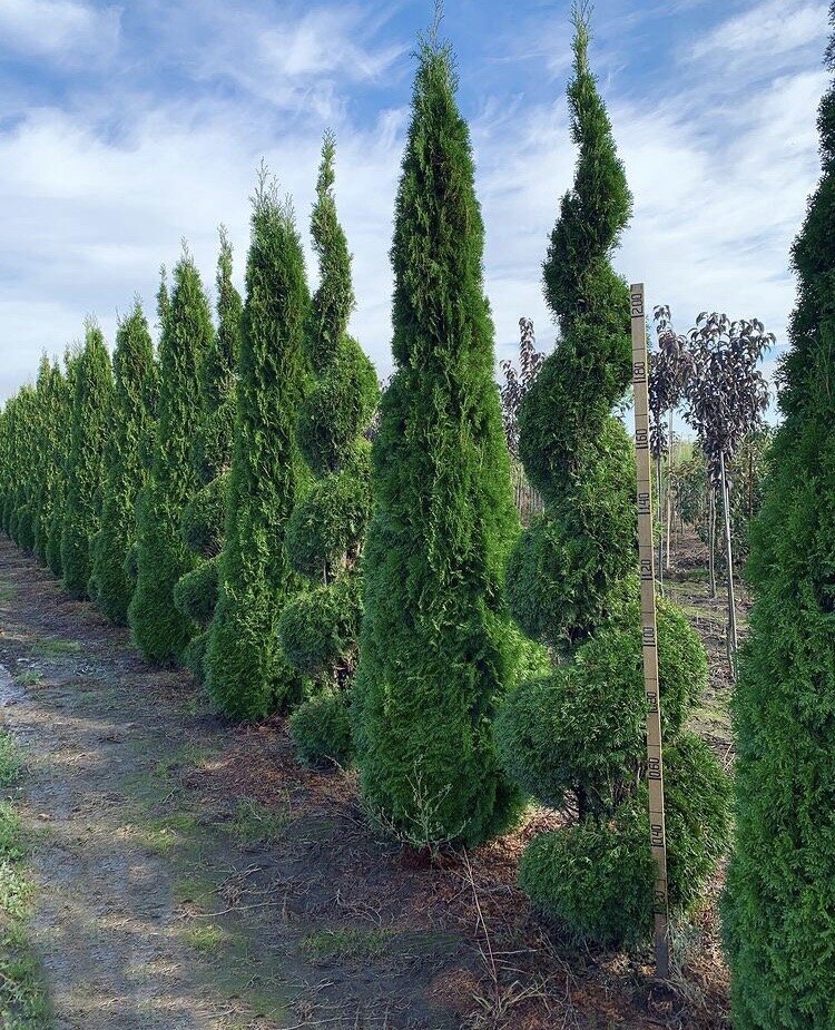 instagram - plantasfera