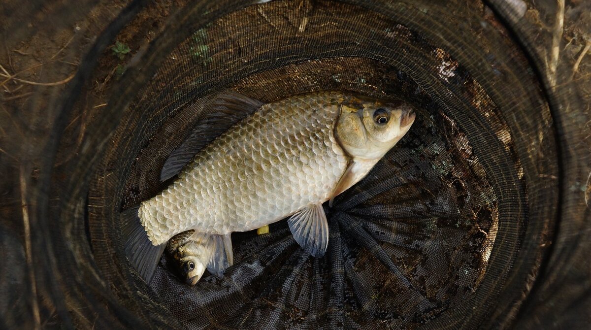 Карасевич:)