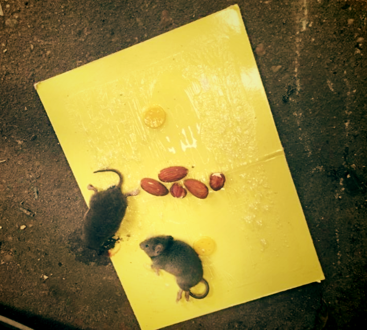 Клеевая ловушка.